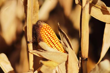 Mısır ekili tarım alanında olgun sarı kulak. Olgun hasat hasat. Sığır için silaj hazırlanması. İnsan emek sonbahar meyve. Preslenmiş bitkisel yağ kaynağı.