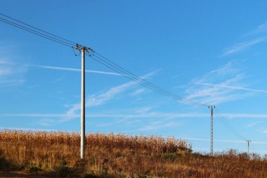 Bir yaklaşan görebilsin ve elektrik hattı güneş ışınlarının yaz çayır. Hava değişikliği. Güneşli bir fırtına. Ilıman iklim doğası. Yüksek çiçekli çim yeşil tarlalarda.
