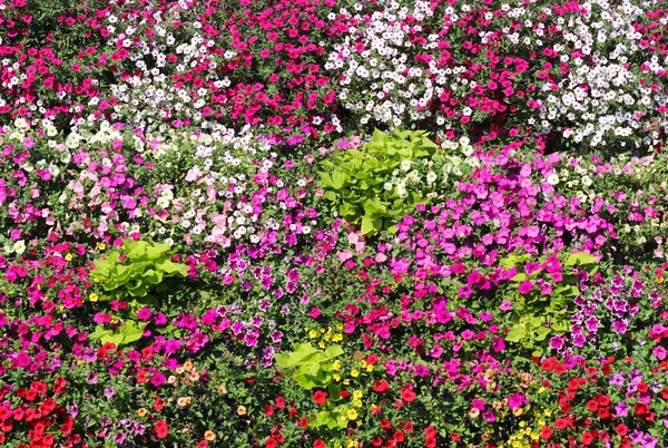 バルコニーでペチュニアの花ハンギング バスケット ペチュニアの花観賞用植物 植木鉢に花で紫のバルコニー 自然植物から背景 マルチカラーの花びらと花序 植物誌研究とビジネス — ストック写真