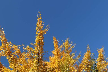 Mavi arka plan ve sarı sonbahar dallar ile sonbahar tebrik kartı. Copispeses yazıt için. Mavi gökyüzüne karşı bir Japon gingo ağacının dalları üzerinde sarı sonbahar yaprakları.