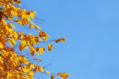 Sonbahar tebrik kartı, mavi arka plan ve sarı sonbahar dalları. Yazı için aynasızlar. Mavi gökyüzüne karşı bir ağacın dallarında sarı sonbahar yaprakları.