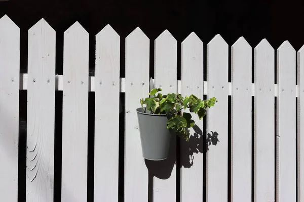 A green climbing plant in a pot hangs on a wooden fence painted white. Composition on a delicate black background. The scenery of the street exterior. The subject of artistic design.
