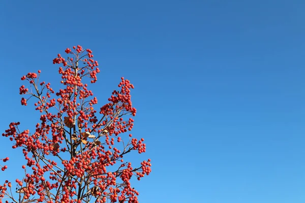 Zweige Roter Eberesche Oder Bergasche Scharlachrot Vor Blauem Himmel Den — Stockfoto