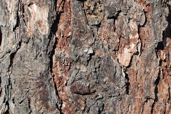 Texture Background Pine Bark Brown Tones Wood Tree Decoration Design — Stock Photo, Image