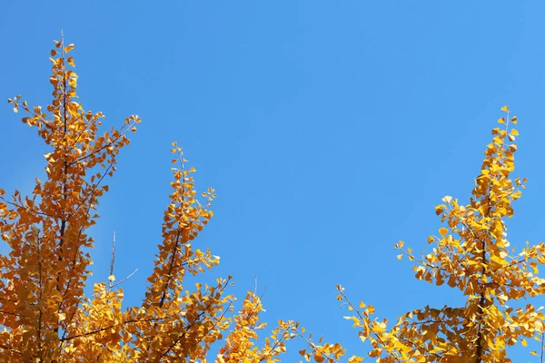 Herbstgrüßkarte Mit Blauem Hintergrund Und Gelben Herbstzweigen Kopien Für Die — Stockfoto