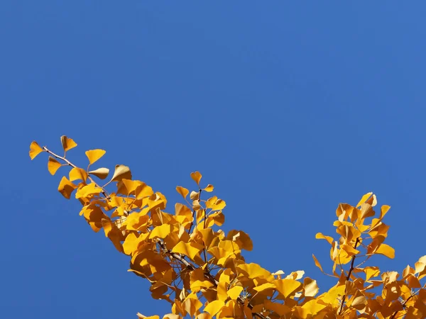 Herfst Wenskaart Met Blauwe Achtergrond Gele Herfst Takken Copispeses Voor — Stockfoto