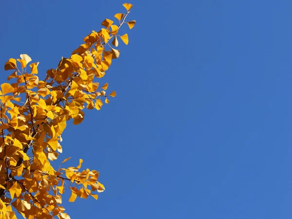 Herbstgrüßkarte Mit Blauem Hintergrund Und Gelben Herbstzweigen Kopien Für Die — Stockfoto