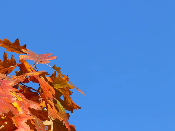 Herfst Wenskaart Met Blauwe Achtergrond Gele Herfst Takken Kopieën Van — Stockfoto