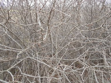 Sağır çalılıkları çalılar. Kuru dalları doku ve arka plan gri. Ahşap geçilmez gecekondu. Doğal eskrim.