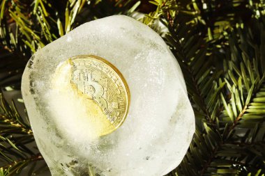 Bir Noel ağacı dalları ile beyaz bir arka plan üzerinde bir parça ikiye donmuş Bitcoin altın sikke. Yeni yıl sürpriz ve tatil için bir hediye. Kıymet dondur. Elektronik para ve zenginlik