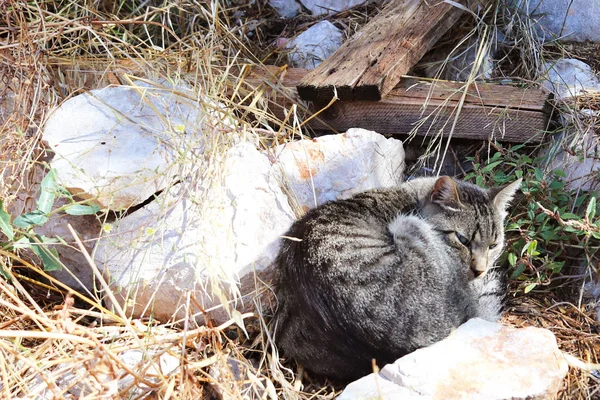 Gris Gato Casero Duerme Entre Las Piedras Hierba Seca Descansando —  Fotos de Stock