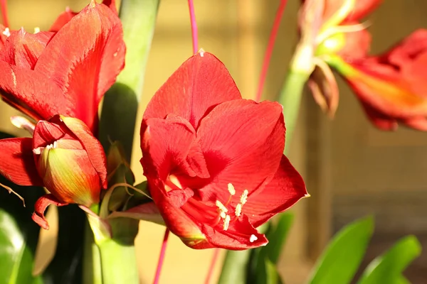 Schöne Rote Tropische Blume Unter Vergrößerung Nahaufnahme Eines Straußes Für — Stockfoto