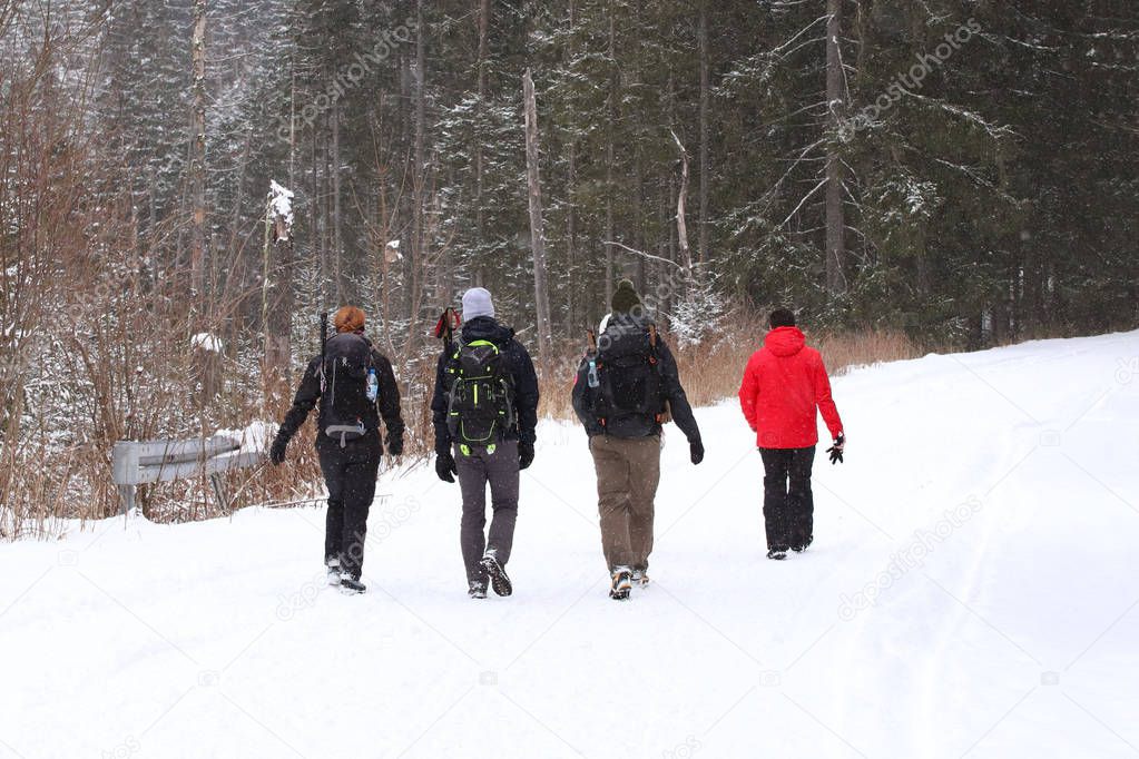 Group of people enjoying a snowshoeing on a trail in winter. A group of people enjoying snowshoeing on a track in winter. Hike in extreme cold weather conditions. Winter tourism in the pine forest.