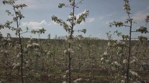 咲くリンゴ農園 春の晴れた日の午後の近代的なラインアップの若い果樹園 背景をぼかした写真のりんごの木の花 フルーツの農場 新しい作物の生殖 — ストック動画