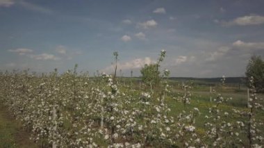 Çiçek açan elma çiftliği. Modern line-up bahar güneşli bir öğleden sonra genç bir meyve bahçesi. Bir çiçek bir elma ağacının üzerinde arka plan bulanık. Tarım arazisi. Meyve çiftlik. Yeni bir mahsul mikrop.