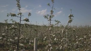Çiçek açan elma çiftliği. Modern line-up bahar güneşli bir öğleden sonra genç bir meyve bahçesi. Bir çiçek bir elma ağacının üzerinde arka plan bulanık. Tarım arazisi. Meyve çiftlik. Yeni bir mahsul mikrop.