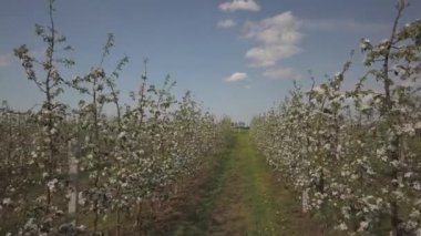 Çiçek açan elma çiftliği. Modern line-up bahar güneşli bir öğleden sonra genç bir meyve bahçesi. Bir çiçek bir elma ağacının üzerinde arka plan bulanık. Tarım arazisi. Meyve çiftlik. Yeni bir mahsul mikrop.