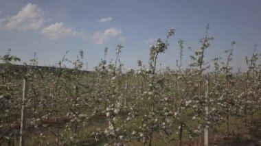 Çiçek açan elma çiftliği. Modern line-up bahar güneşli bir öğleden sonra genç bir meyve bahçesi. Bir çiçek bir elma ağacının üzerinde arka plan bulanık. Tarım arazisi. Meyve çiftlik. Yeni bir mahsul mikrop.