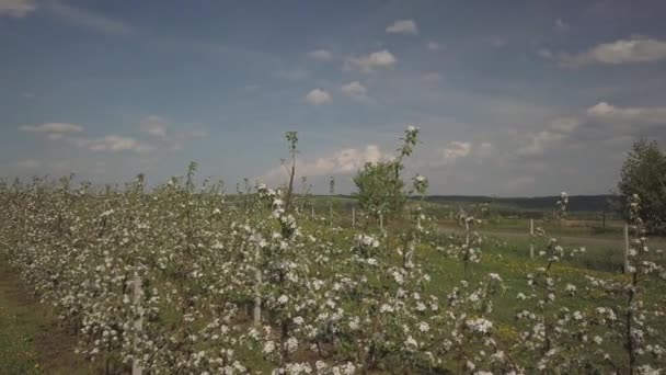 Virágzó Alma Ültetvény Egy Fiatal Gyümölcsös Modern Line Napos Tavaszi — Stock videók