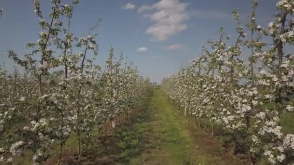 Floreciente Plantación Manzanas Joven Huerto Alineación Moderna Una Tarde Soleada — Vídeos de Stock