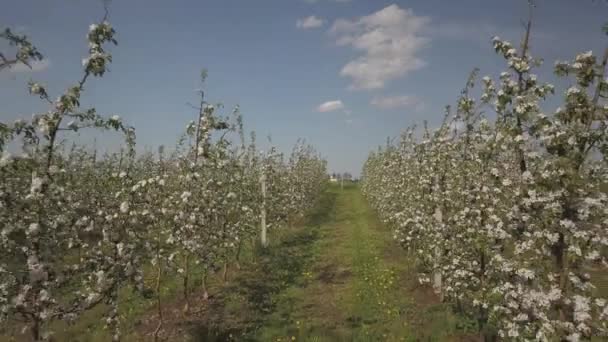 Floreciente Plantación Manzanas Joven Huerto Alineación Moderna Una Tarde Soleada — Vídeos de Stock