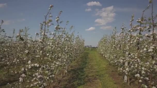 Plantação Maçãs Flor Jovem Pomar Formação Moderna Uma Tarde Ensolarada — Vídeo de Stock