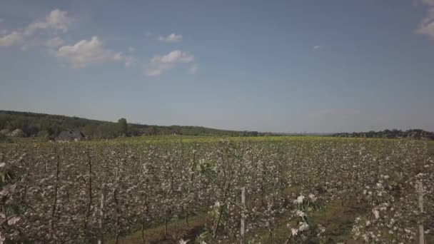 Kvetoucí Jablko Plantáž Mladý Ovocný Sad Moderní Line Jarní Slunečné — Stock video