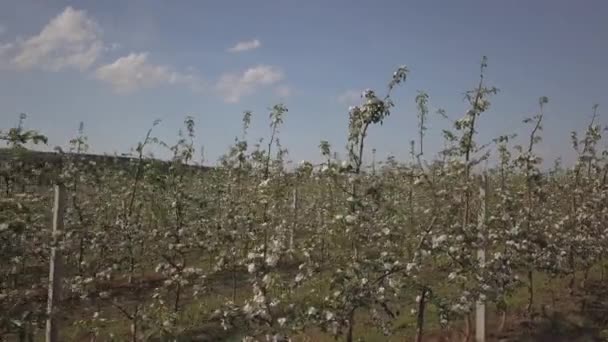 Plantação Maçãs Flor Jovem Pomar Formação Moderna Uma Tarde Ensolarada — Vídeo de Stock