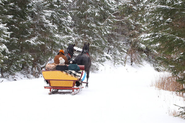 A horse pulls a sleigh with people along a snow-covered road of a winter pine forest. Retro transport carries tourists to the mining resort. Travel in cold weather on traction animals.