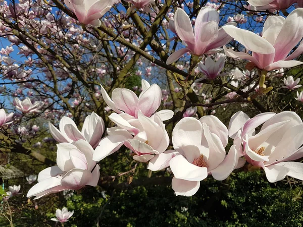 Kwitnący Przebiśnieg Biały Różowy Zielonymi Gałązkami Przeciw Błękitne Niebo Słoneczny — Zdjęcie stockowe