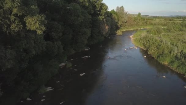 Shallow Mountain River Flows Stones Lush Greenery Plain Clear Water — Stock Video