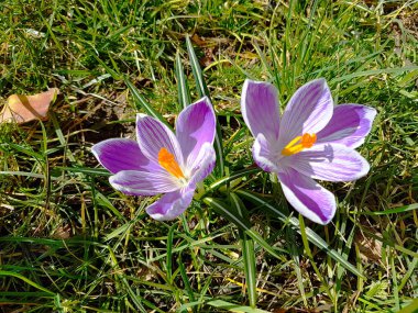 Çok renkli çiçekli çiğdemler yeşil çim zemin üzerine. Bahar flora neşeli bir ruh hali için. Çevre düzenlemesi ve dekorasyon çiçek yatak. Çiçeğin yapısı. Safran baharat pişirme
