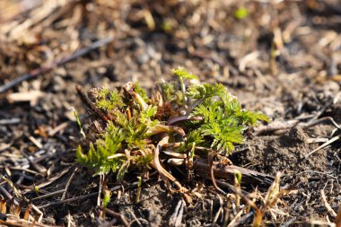 Genç filizler çimen yangınından sonra filizlenir. Felaketin sonuçlarına. Bahar esmer yeşil örtüsü. Yangın tehlikesi. Yaşam ve kirliliğin yok edilmesi. Medeniyet sorunları