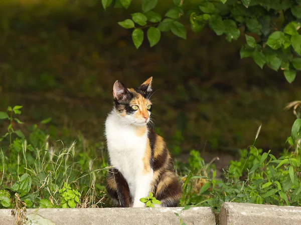 Un gato tricolor se sienta en medio de vegetación, mirando cuidadosamente a la distancia. Mascota favorita con lana blanca-marrón con manchas negras. Paseo de mascotas. Protección del medio ambiente. Una especie de mamíferos depredadores —  Fotos de Stock