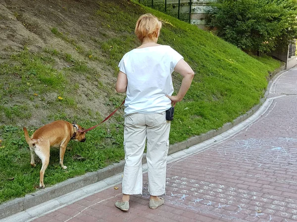 Жінка гуляє з собакою-боксером на вулиці. Догляд за тваринами. Приступаючи до боротьби з тваринами у громадському місці. Вміст і податки для тварин. Активна прогулянка у пенсійному віці. Чистота тротуару — стокове фото