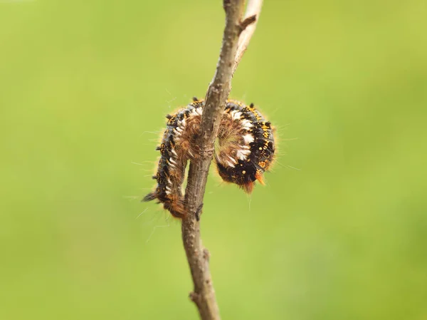 Macro tiro de uma larva desgrenhada de uma lagarta multi-colorida rastejando em um galho de árvore em um fundo verde desfocado. Futura borboleta. O belo mundo dos insetos sob o microscópio. Pestes — Fotografia de Stock