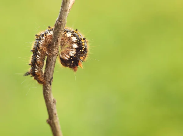 Macro tiro de uma larva desgrenhada de uma lagarta multi-colorida rastejando em um galho de árvore em um fundo verde desfocado. Futura borboleta. O belo mundo dos insetos sob o microscópio. Pestes — Fotografia de Stock