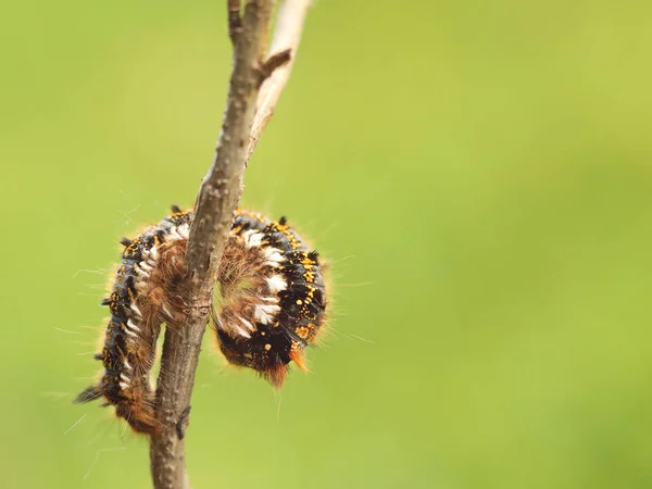 Macro toma de una larva peluda de una oruga multicolor arrastrándose sobre una rama de árbol sobre un fondo verde borroso. Futura mariposa. El hermoso mundo de los insectos bajo el microscopio. Plagas —  Fotos de Stock