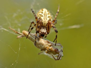 Bir örümcek avını bir ağa dolanmış olarak yer. Çekirge yırtıcı bir böceğin ağlarına dolandı. Yiyecek avla. Makro fotoğrafçılık fauna zehirli sakinleri. Yaşam mücadelesi