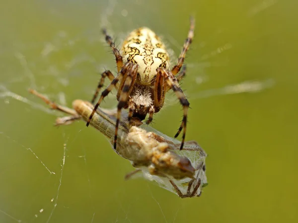 A spider eats its prey entangled in a web. Grasshopper entangled in the networks of a predatory insect. Hunt for food. Poisonous inhabitants of the fauna in macro photography. The struggle for life