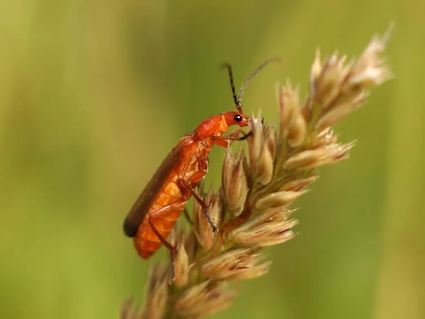 Böcek bir buğday çivisi üzerinde oturur. Bulanık arka planlı makro. Haşere kontrol mahsulleri. Çiçeklerle bitkilerin tozlaşması. Ilıman bölgenin flora ve faunası. Doğal Tarih ve Okul — Stok fotoğraf