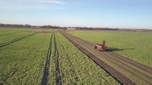 Harvesting sugar beets. Combines and cars remove root crops from the field. Aerial survey from a drone or quadrocopter. Autumn field work on the farm. Harvesting raw materials for sugar production — Stock Photo, Image