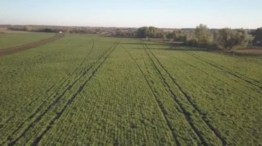 Şeker pancarı hasat ediyorum. Kombine ve arabalar tarladan kök ekinleri topluyor. İnsansız hava aracı ya da kuadrokopterden yapılan hava taraması. Çiftlikte sonbahar tarlası işi. Şeker üretimi için hammadde hasat ediliyor.