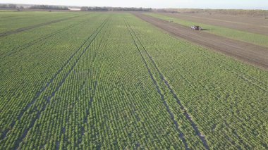 Şeker pancarı hasat ediyorum. Kombine ve arabalar tarladan kök ekinleri topluyor. İnsansız hava aracı ya da kuadrokopterden yapılan hava taraması. Çiftlikte sonbahar tarlası işi. Şeker üretimi için hammadde hasat ediliyor