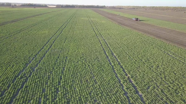 Harvesting sugar beets. Combines and cars remove root crops from the field. Aerial survey from a drone or quadrocopter. Autumn field work on the farm. Harvesting raw materials for sugar production