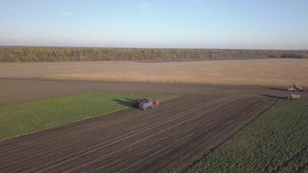 Suikerbieten Oogsten Combines Auto Verwijderen Wortelgewassen Uit Het Veld Luchtfoto — Stockvideo