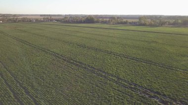 Şeker pancarı hasat ediyorum. Kombine ve arabalar tarladan kök ekinleri topluyor. İnsansız hava aracı ya da kuadrokopterden yapılan hava taraması. Çiftlikte sonbahar tarlası işi. Şeker üretimi için hammadde hasat ediliyor