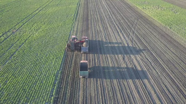 Cukorrépa betakarítás. Kombinációk és autók eltávolítani gyökér növények a területen. Légi felderítés drónról vagy quadrocopterről. Őszi terepmunka a farmon. Cukorgyártáshoz szükséges nyersanyagok betakarítása — Stock Fotó