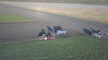 Şeker pancarı hasat ediyorum. Kombine ve arabalar tarladan kök ekinleri topluyor. İnsansız hava aracı ya da kuadrokopterden yapılan hava taraması. Çiftlikte sonbahar tarlası işi. Şeker üretimi için hammadde hasat ediliyor.
