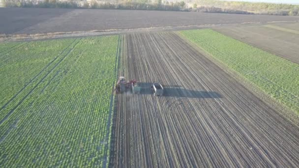 Harvesting Sugar Beets Combines Cars Remove Root Crops Field Aerial — Stock Video